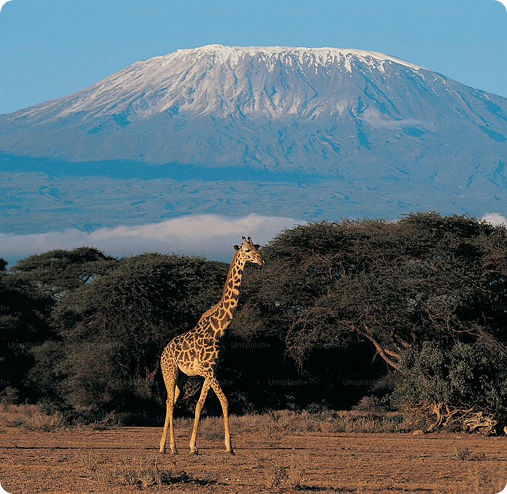 Giraffe with Mount Kilimanjaro in background