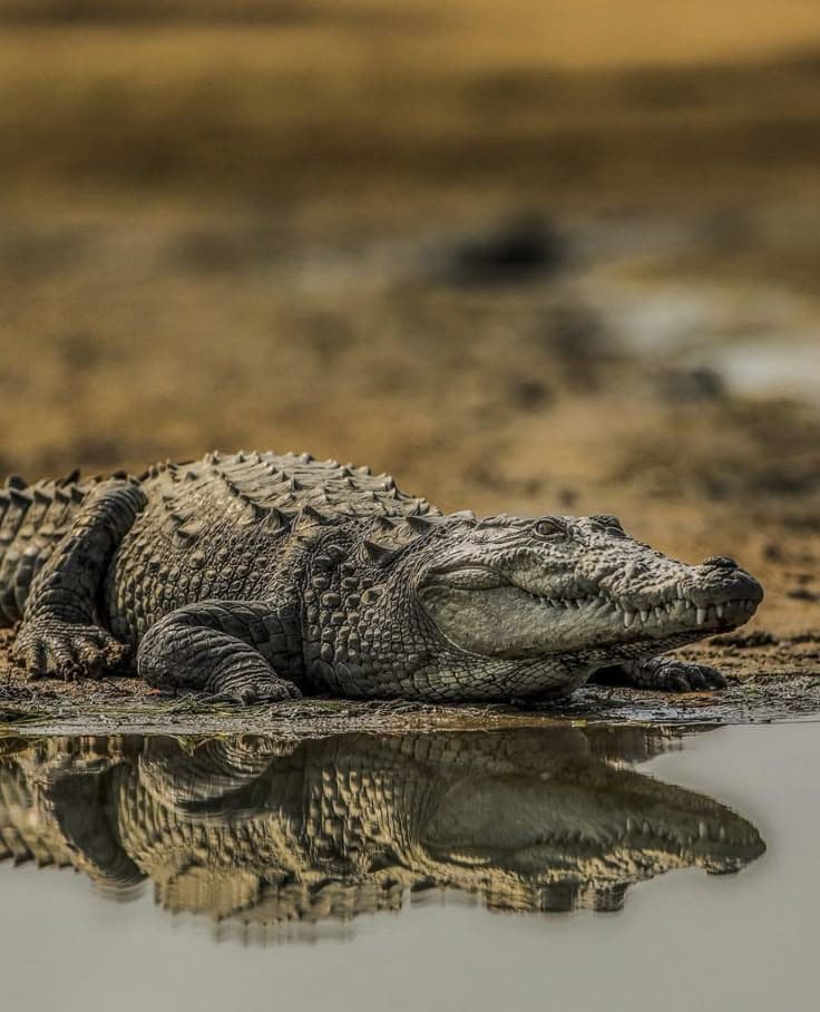 Ngorongoro National Park - Image 1