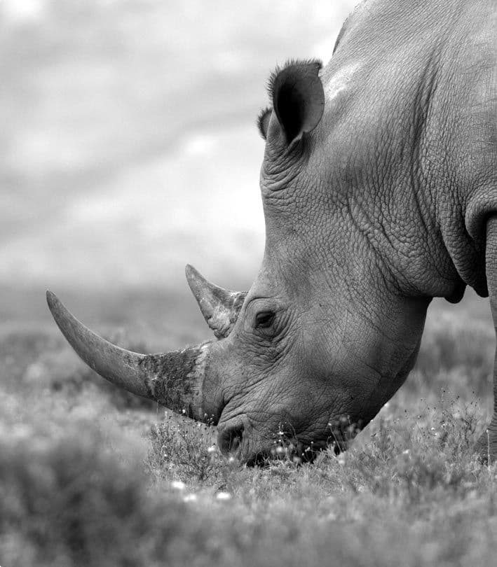 Tarangire National Park - Image 1