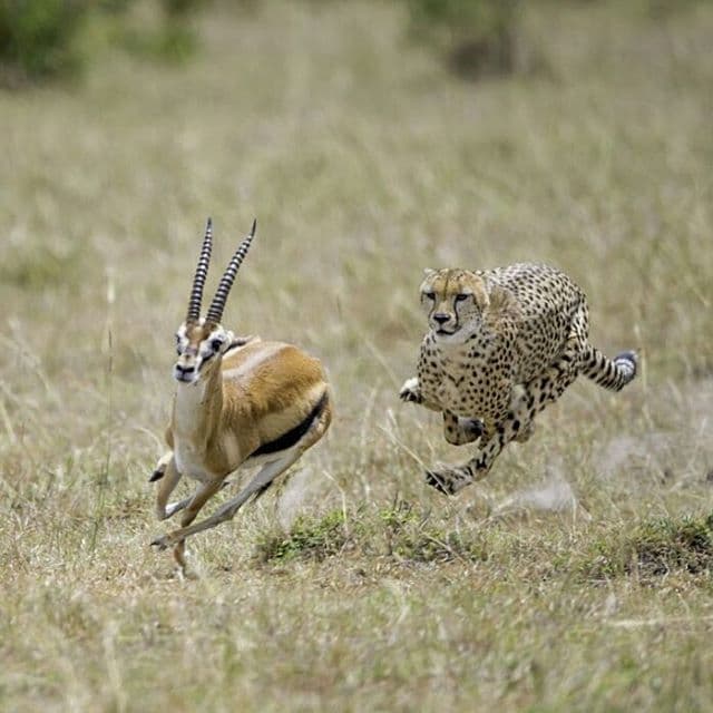 Saadani National Park - Image 1
