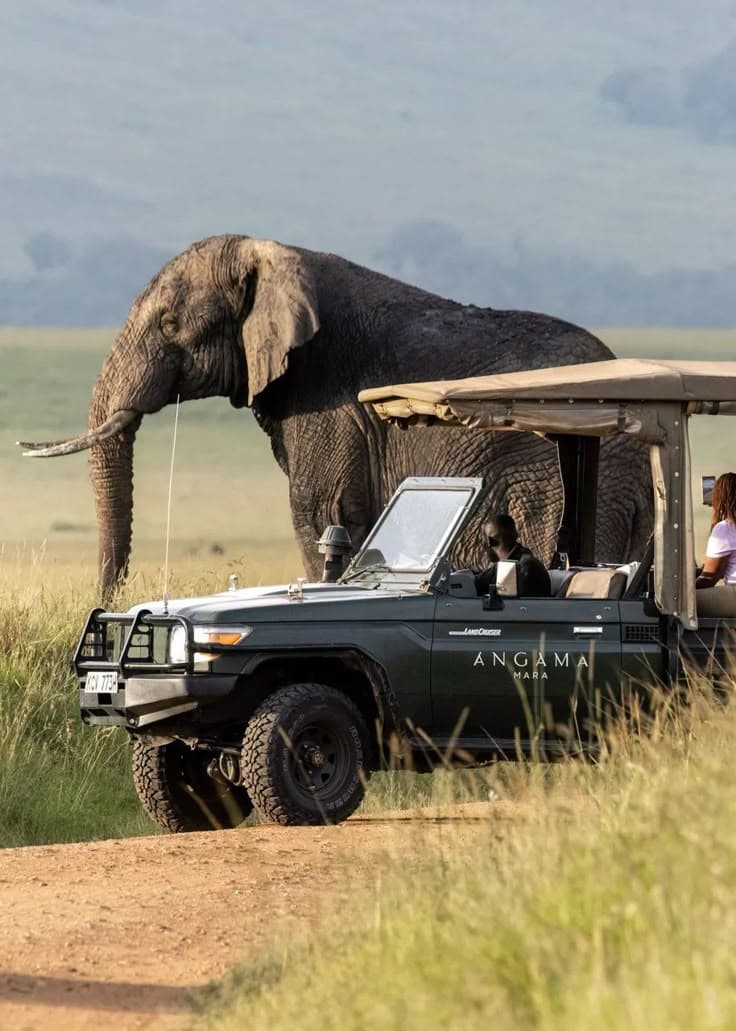 Mikumi National Park - Image 1