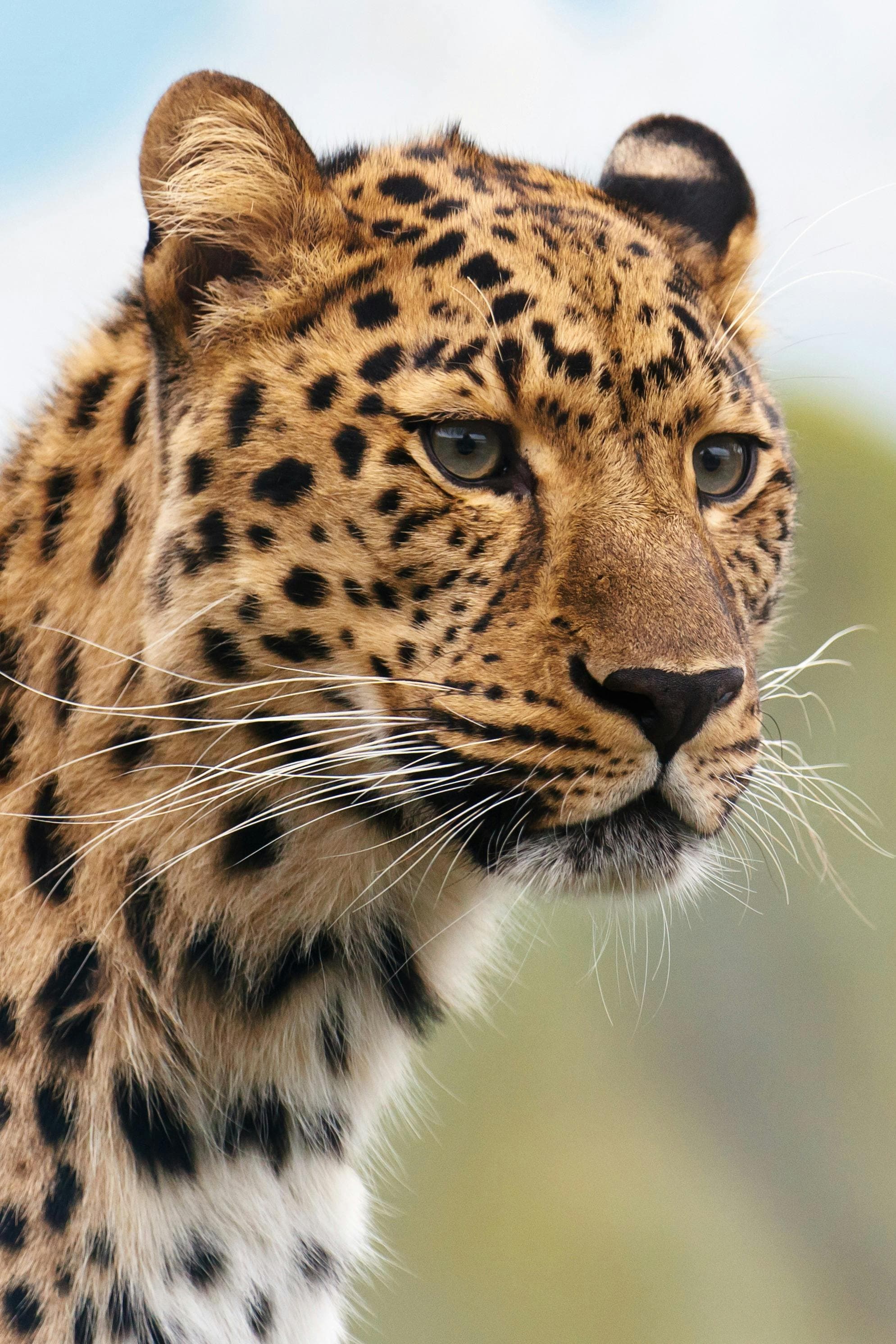 Premier Nothern Safari - Image 1