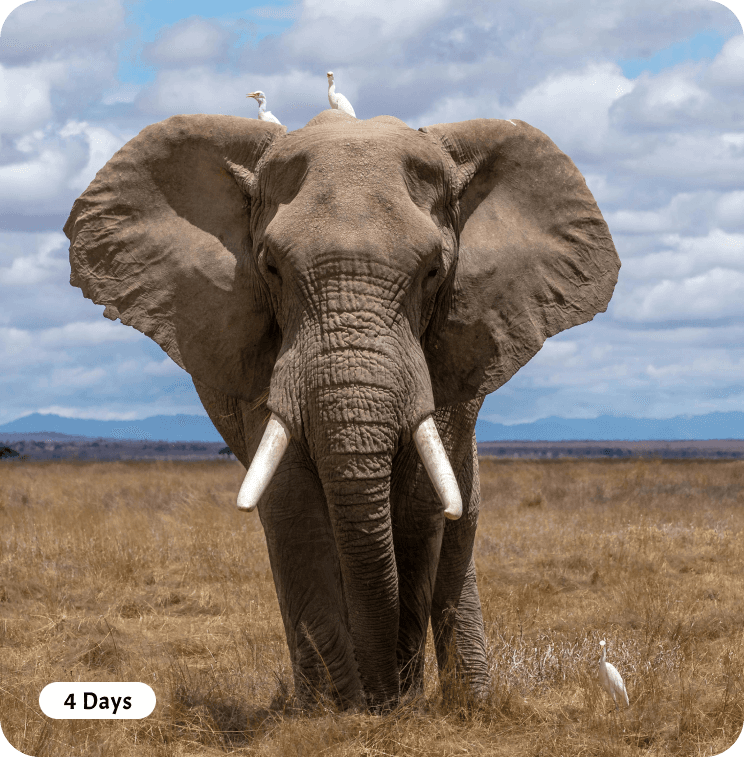From city lights to safari nights - Mount Kilimanjaro